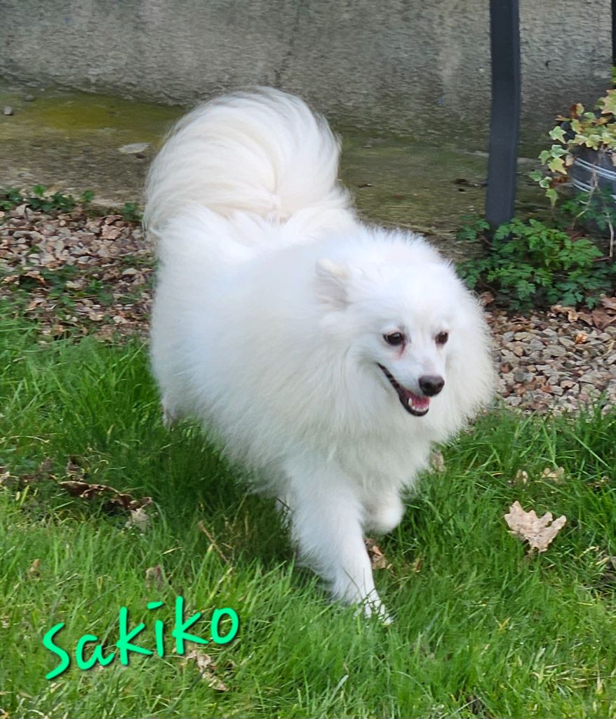 Sakiko des joyeux dahus