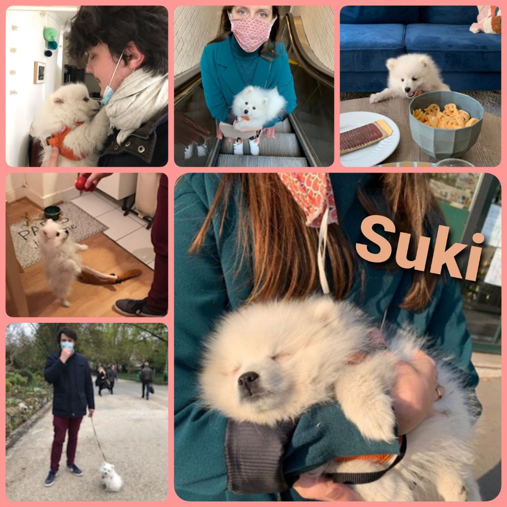 des joyeux dahus - Des news de Suki !!