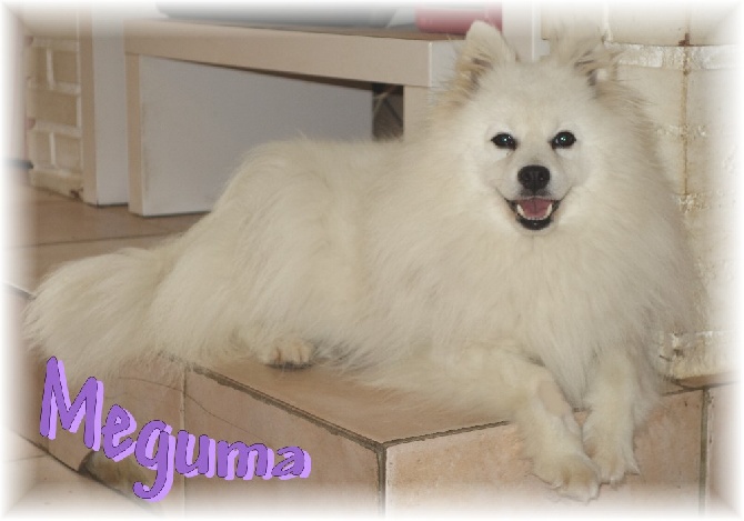 des joyeux dahus - Confirmation de gestation pour Meguma !!!