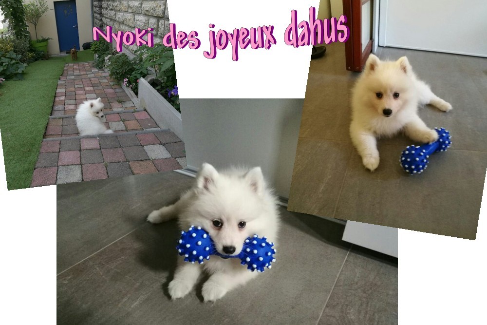 des joyeux dahus - Des news de Nyoki (fille de Meguma et Eyù san)