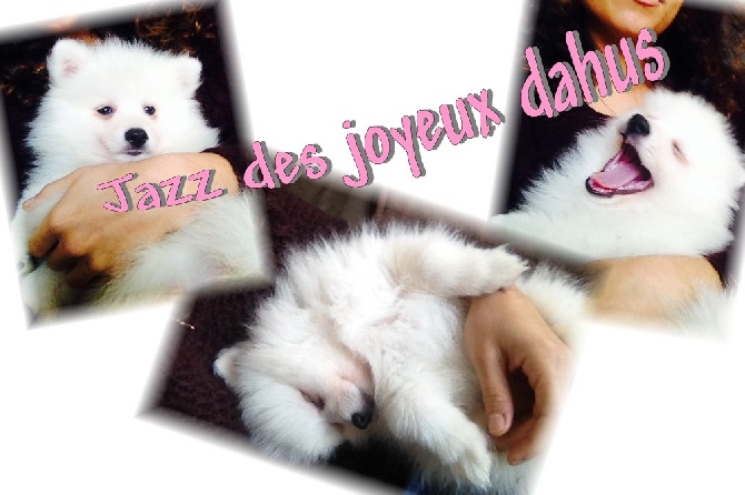 des joyeux dahus - Des news de Jazz (fille d'Hanako et Gin ryù)