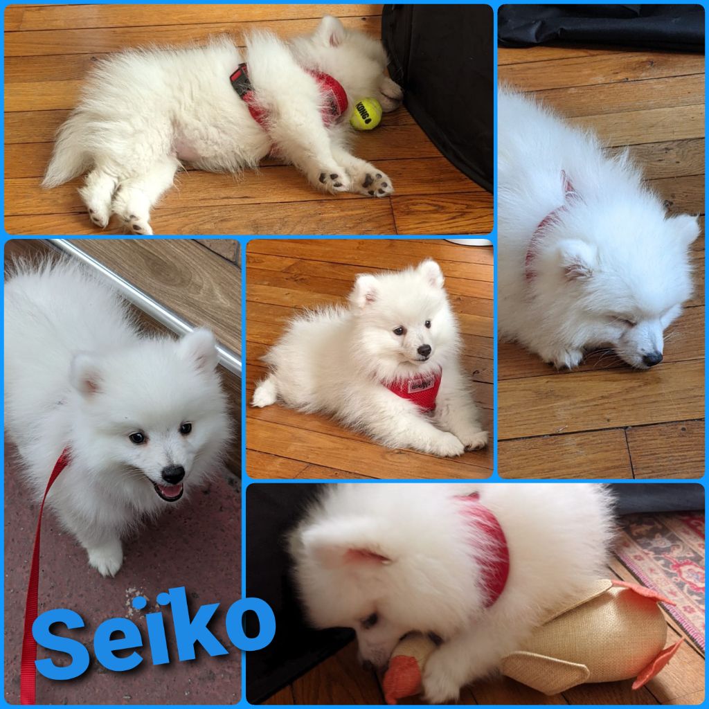 des joyeux dahus - Des news de Seïko, fils d'Oka et Ohayo !!!