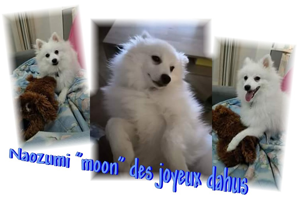 des joyeux dahus - Des news de Naozumi dit Moon (fils d'Hanako et subarashi)