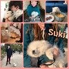  - Des news de Suki !!