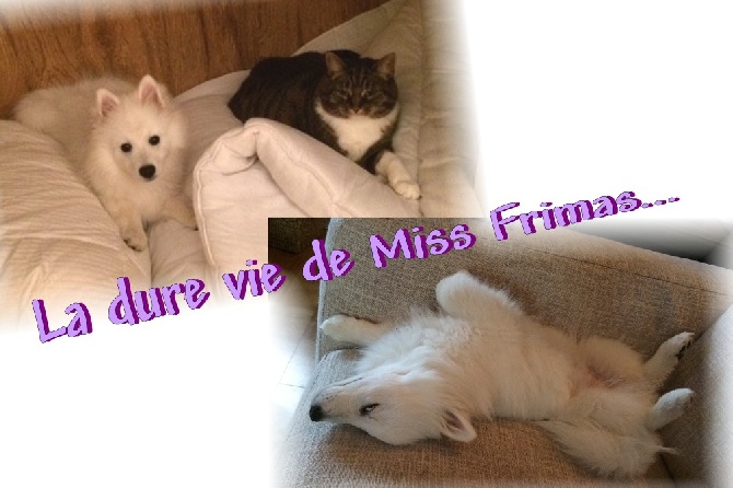 des joyeux dahus - Des news de Miss Frimas (fille de Meguma et Eyù san)