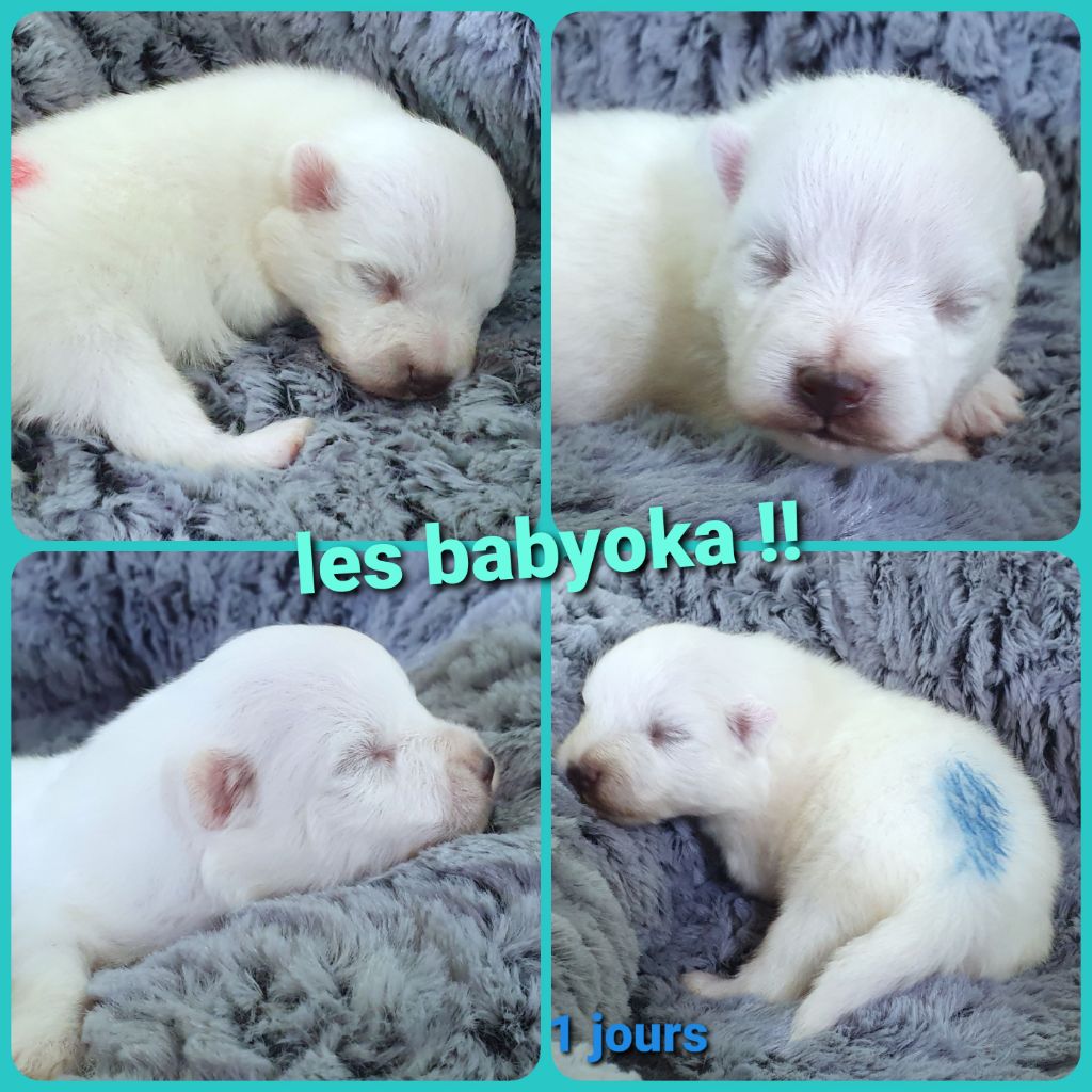 des joyeux dahus - Des photos individuelles des bbs d'Oka hana !!!