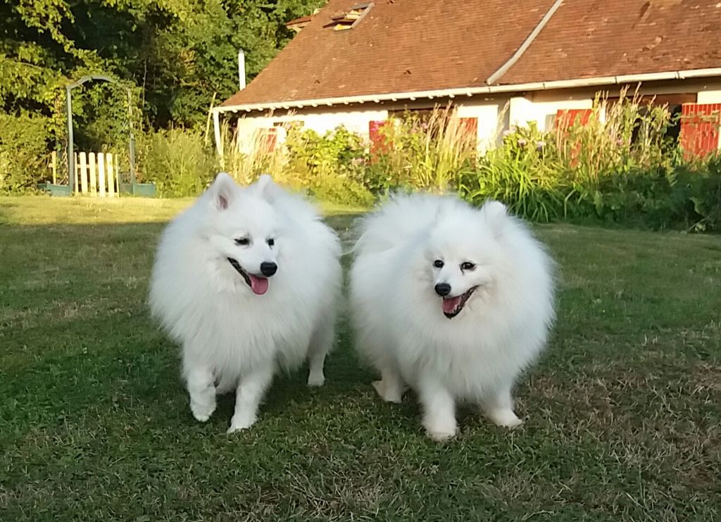 des joyeux dahus - Oji san...attends sa famille...