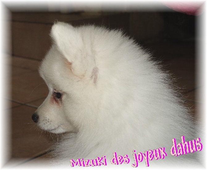 des joyeux dahus - Joli profil de Mizuki...