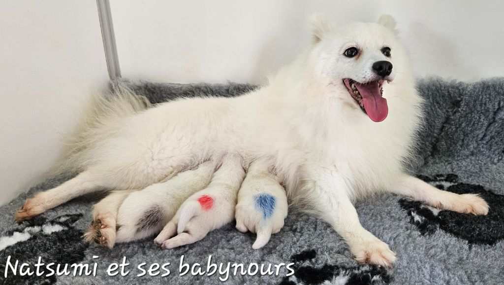 chiot Spitz japonais des joyeux dahus