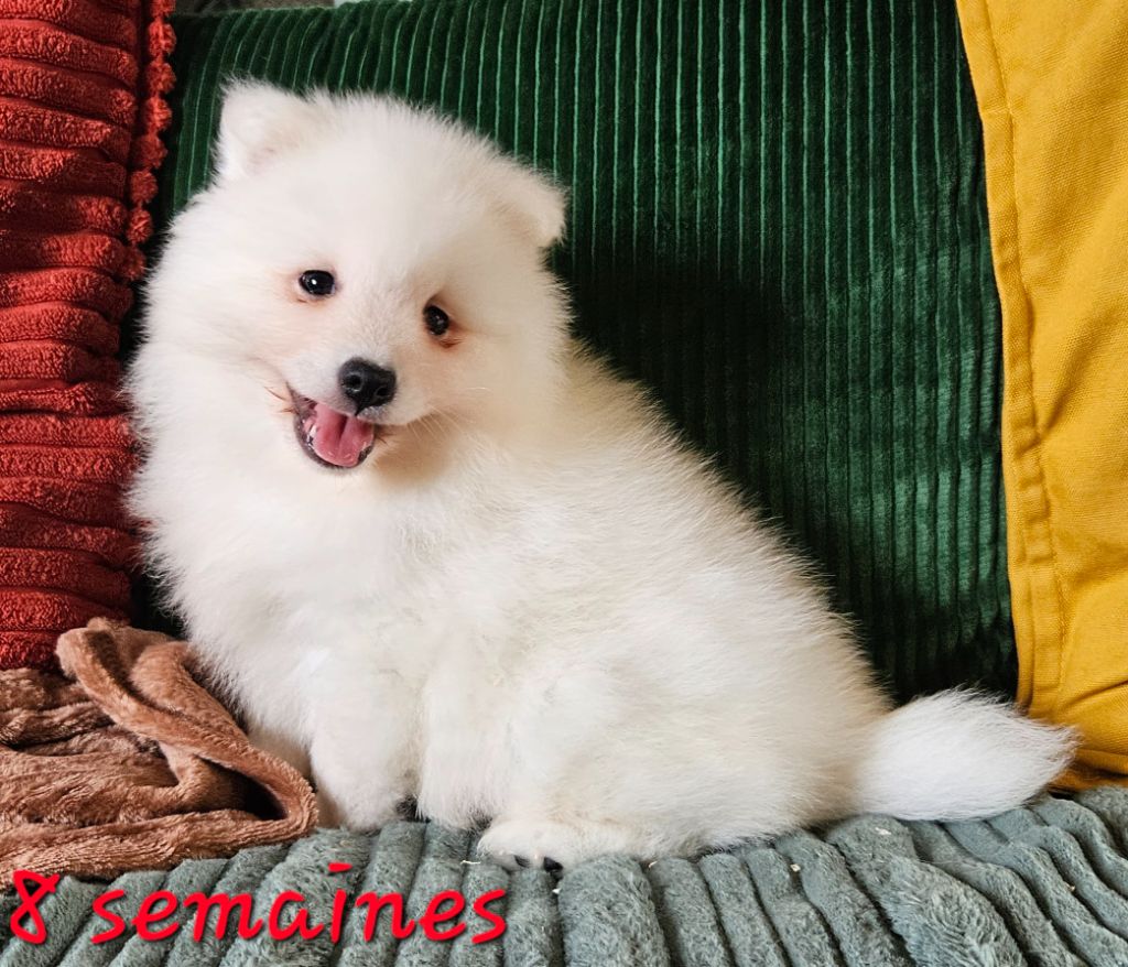 des joyeux dahus - Chiot disponible  - Spitz japonais