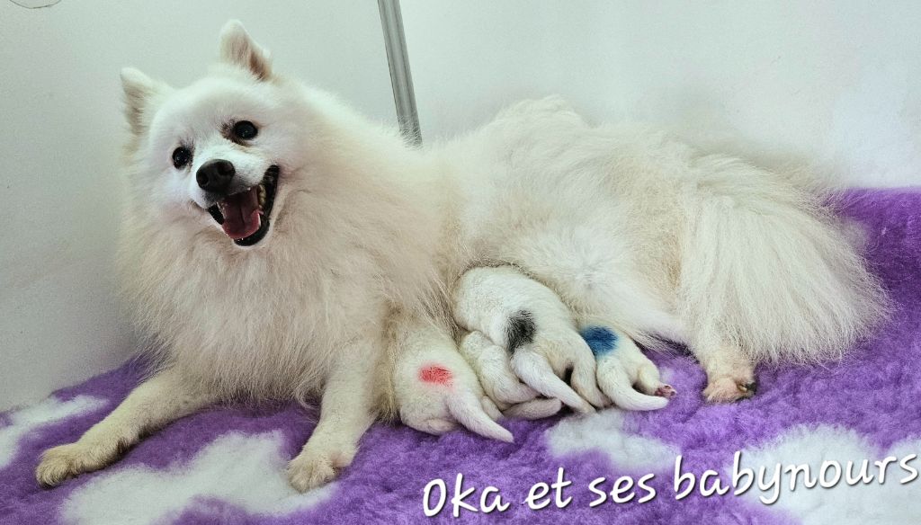 chiot Spitz japonais des joyeux dahus