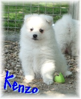 Little Kenzo