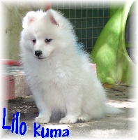 Lilo kuma