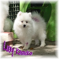 Luxy Kamiko