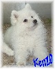 Little Kenzo