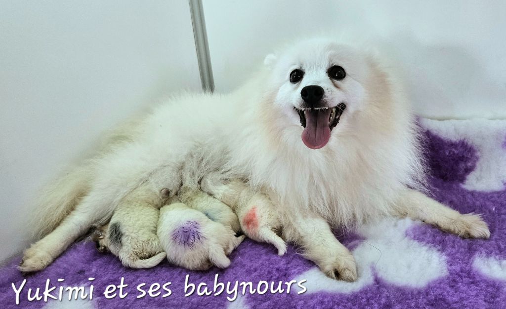 des joyeux dahus - Chiot disponible  - Spitz japonais