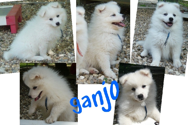 Ganjo (mister bleu) des joyeux dahus