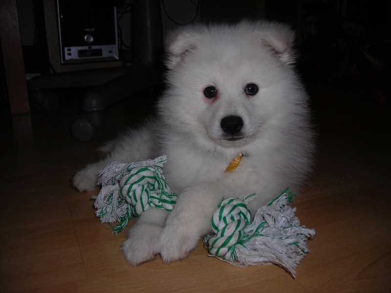 Gohan des joyeux dahus