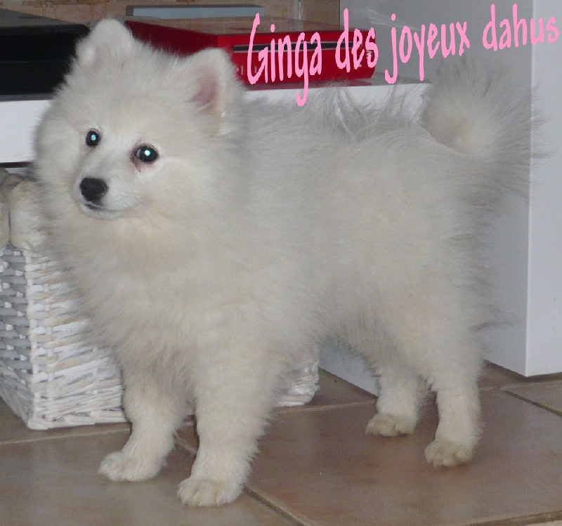 Ginga des joyeux dahus