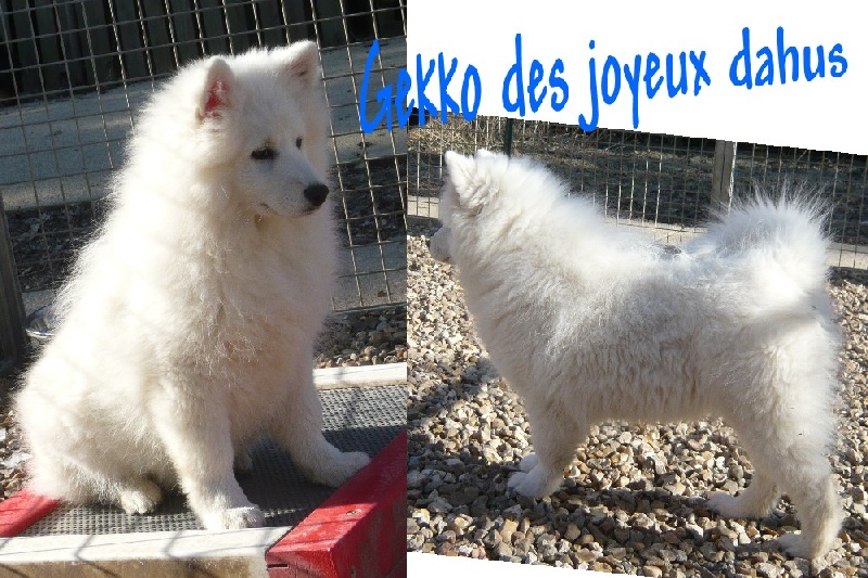 Gekko des joyeux dahus