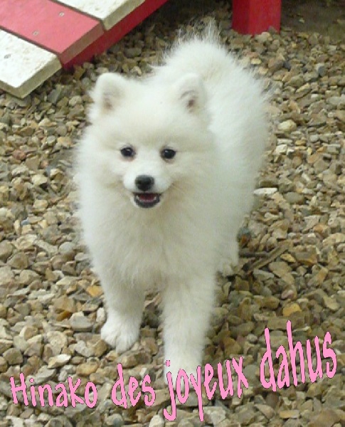 Hinako des joyeux dahus