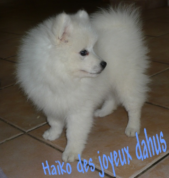 Haïko des joyeux dahus