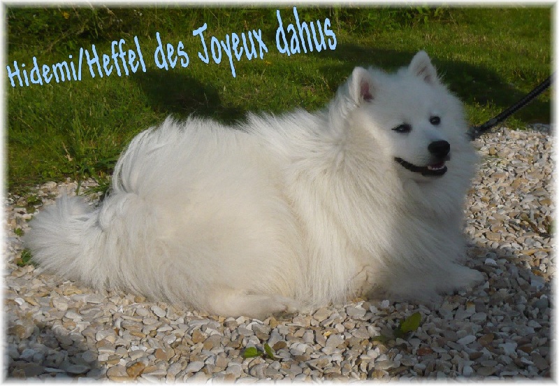 Hidemi des joyeux dahus