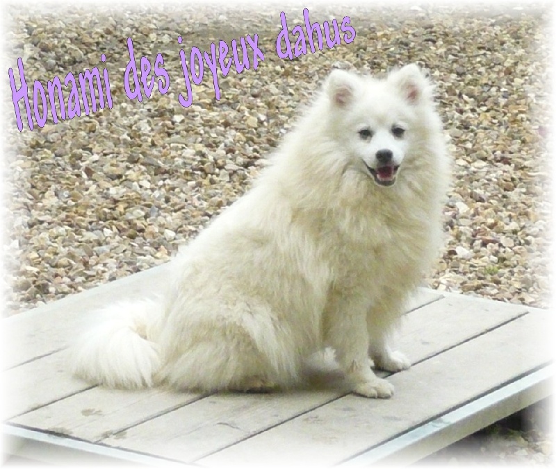 Honami des joyeux dahus