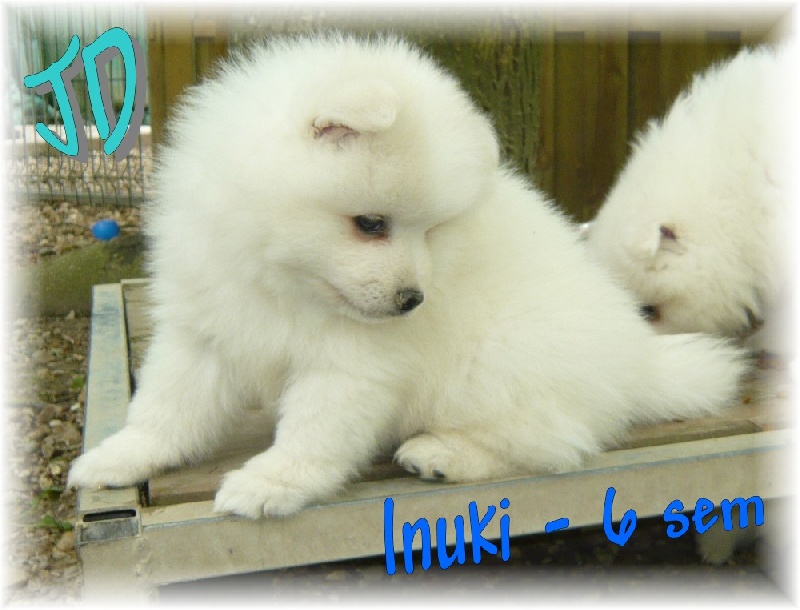 Inuki des joyeux dahus