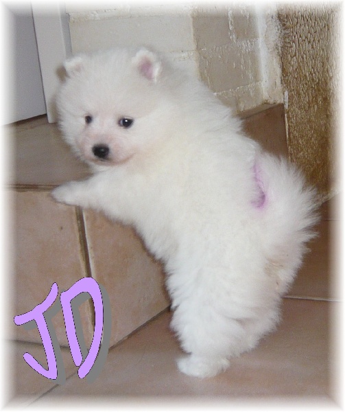 Iuma des joyeux dahus
