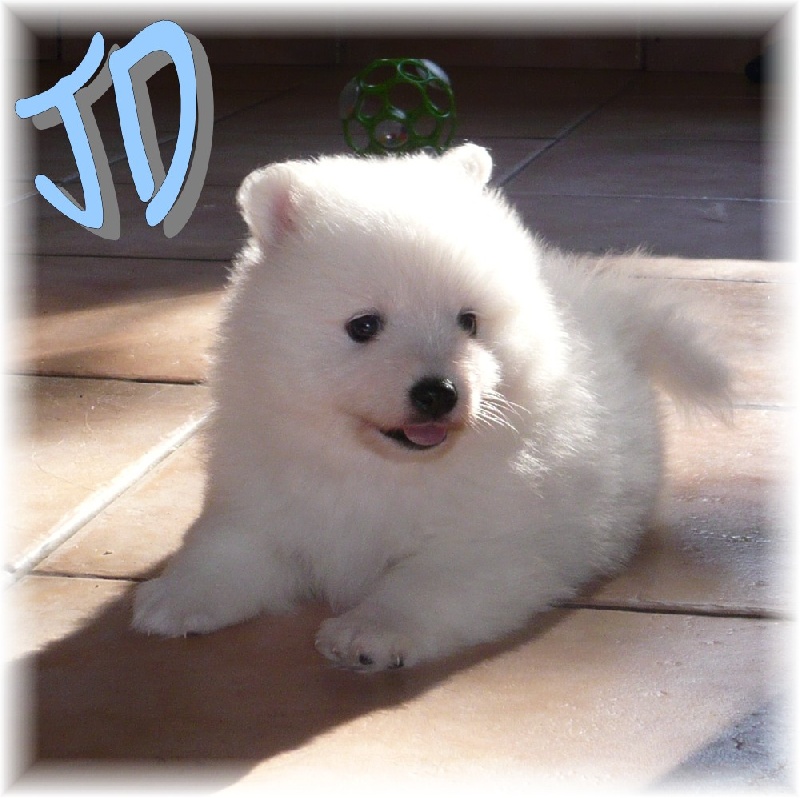 Ikko des joyeux dahus