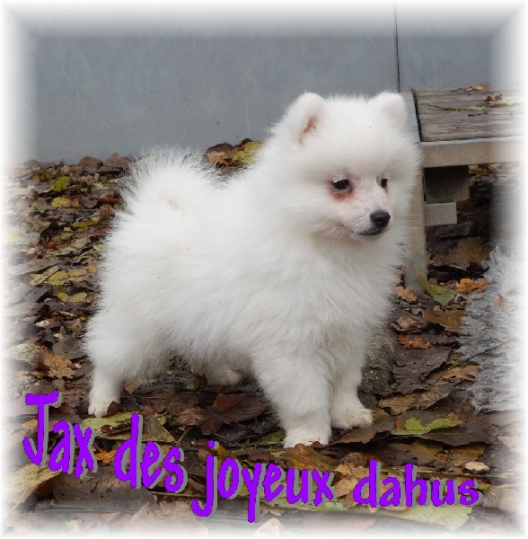 Jax des joyeux dahus