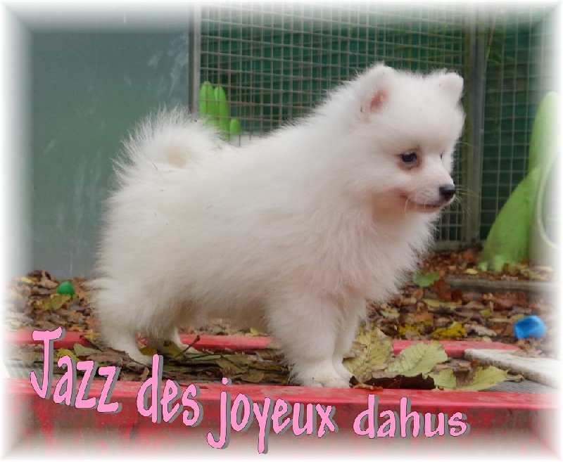 Jazz des joyeux dahus
