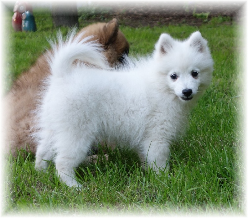 Little kuma des joyeux dahus
