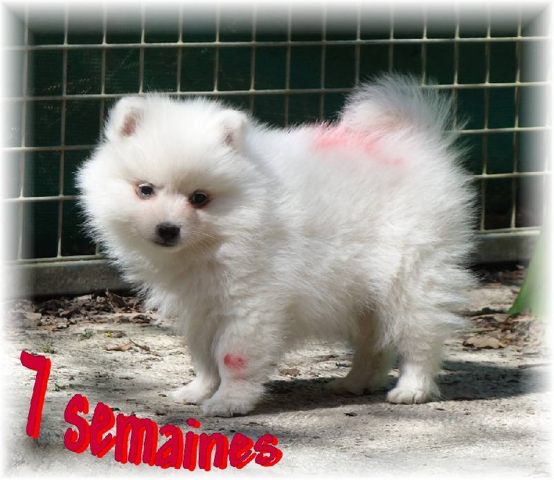 Loulou keijiro des joyeux dahus