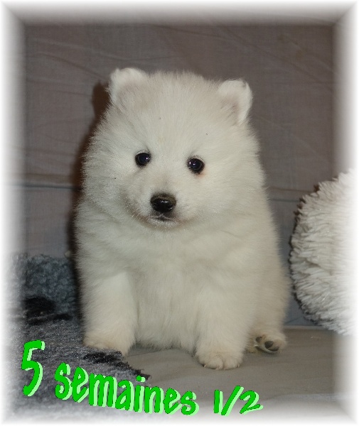Little kazuyoshi des joyeux dahus