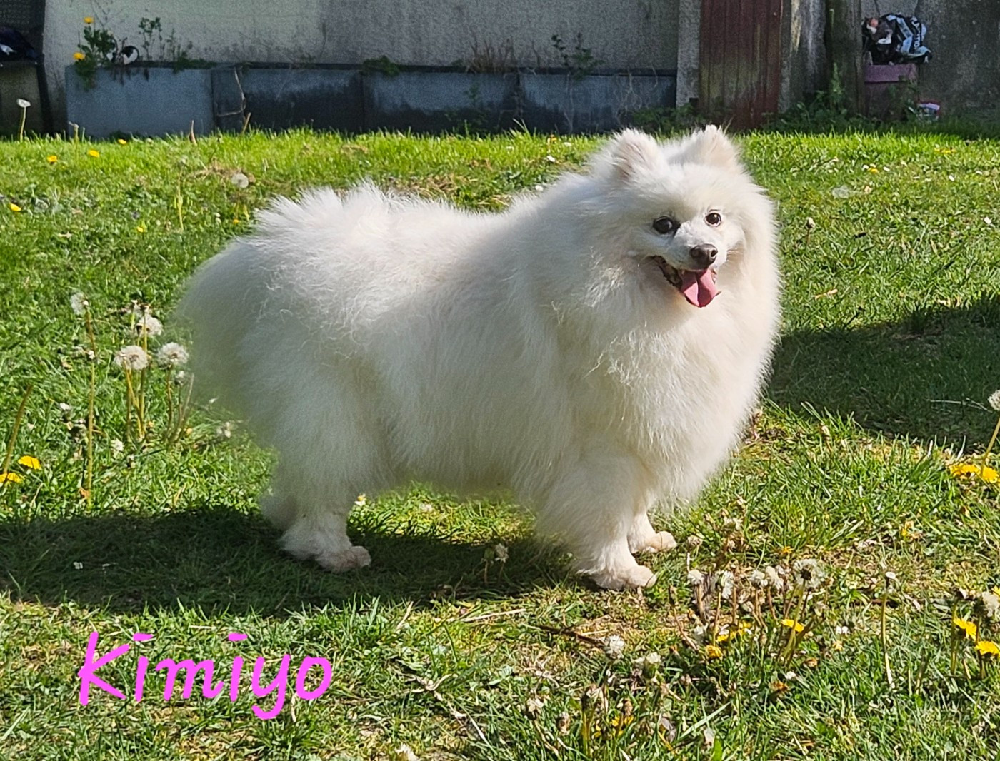 Liloo kimiyo des joyeux dahus