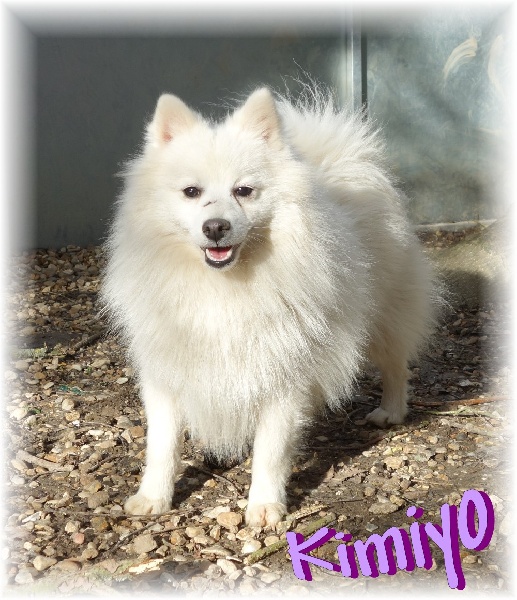 Liloo kimiyo des joyeux dahus