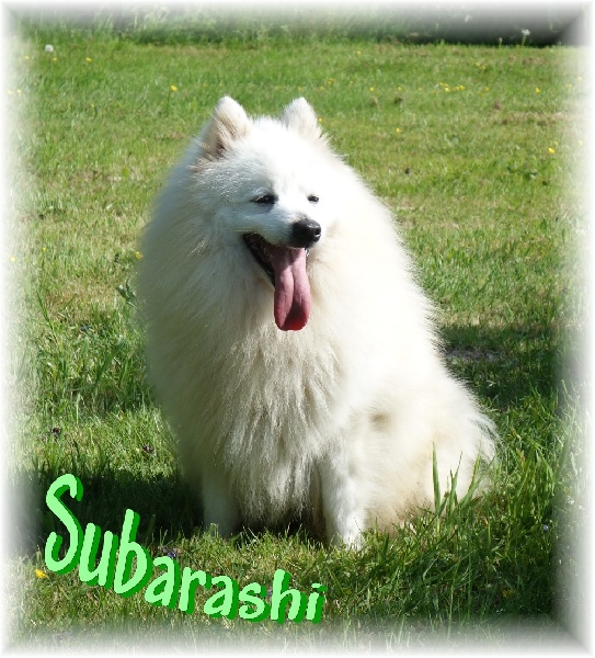 maho miraï Subarashi