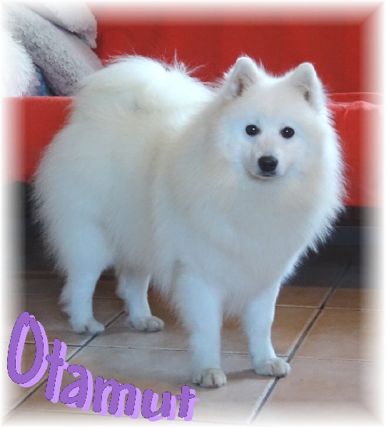 maho miraï Otamut