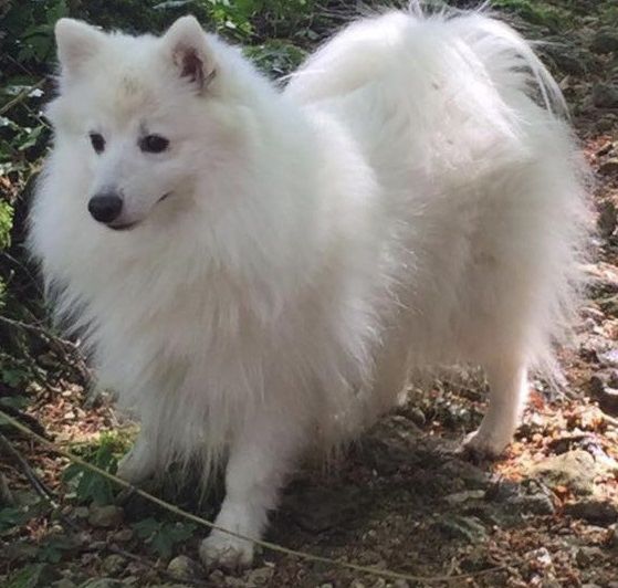 Gin khyu des joyeux dahus