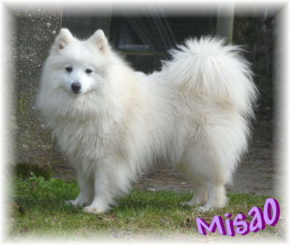 Misao ryùko des joyeux dahus