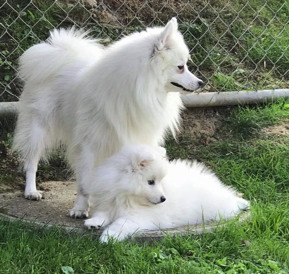 Gin tsuki des joyeux dahus