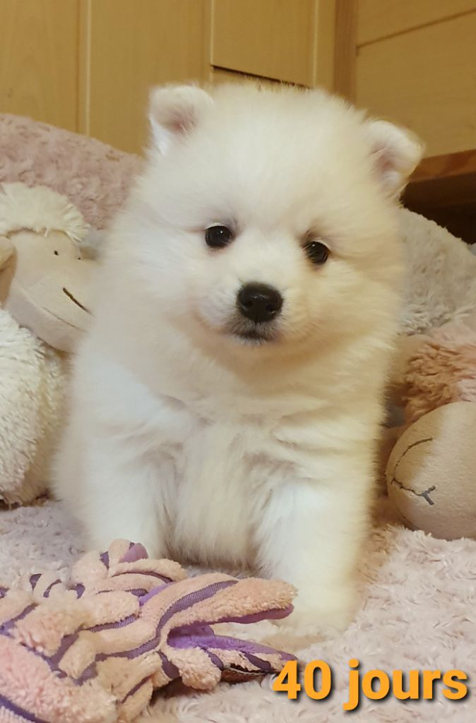 Tani des joyeux dahus