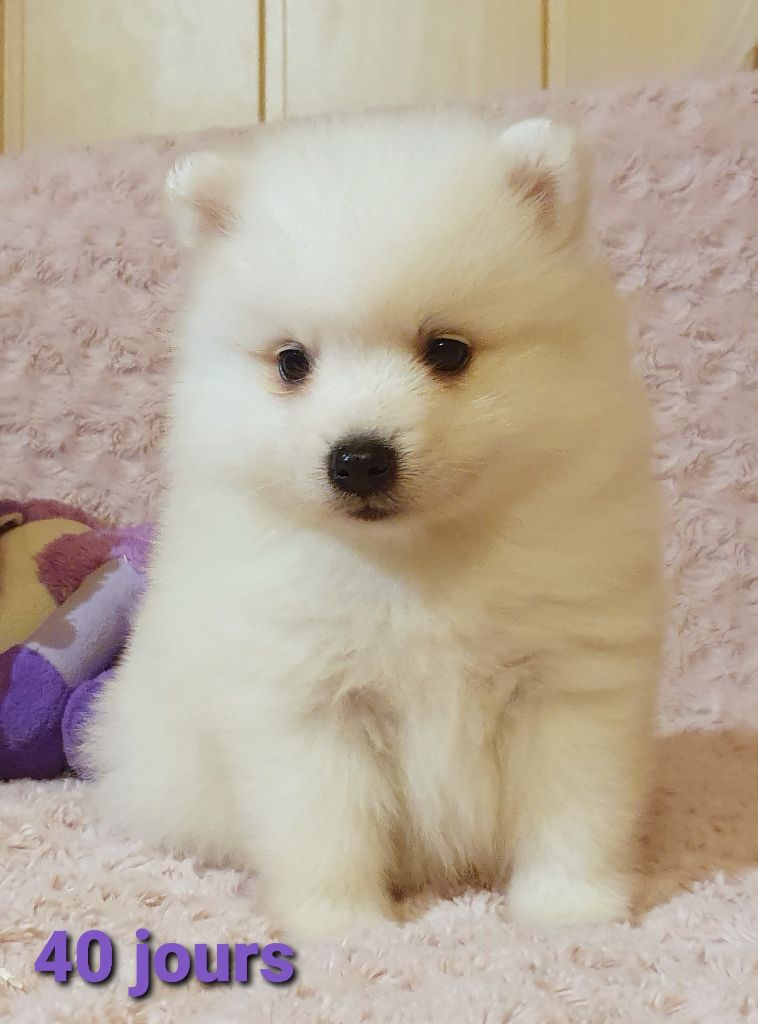 Tamae des joyeux dahus