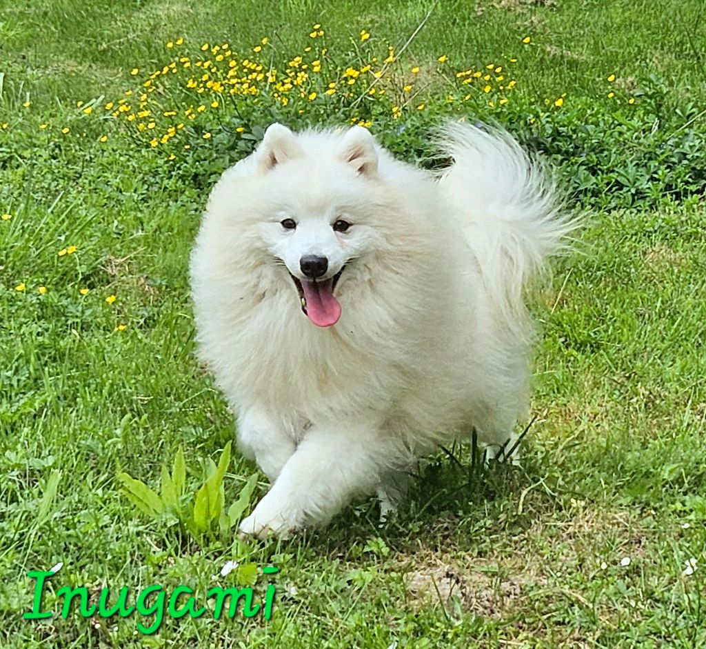 marymay Inugami