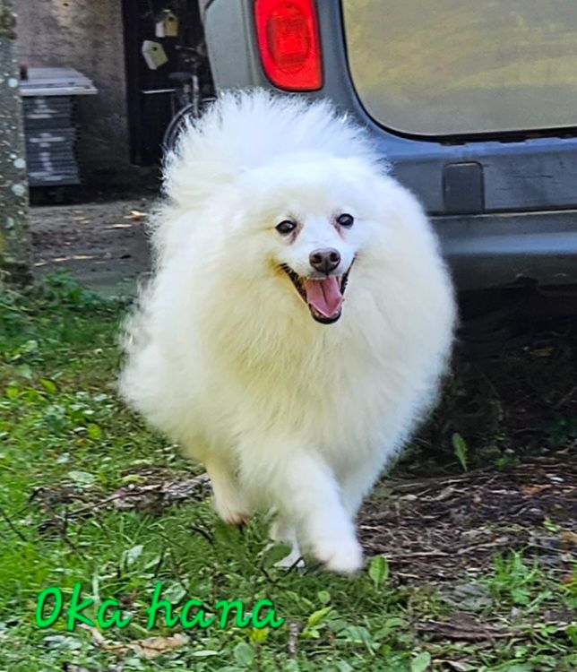 Oka hana no saita des joyeux dahus