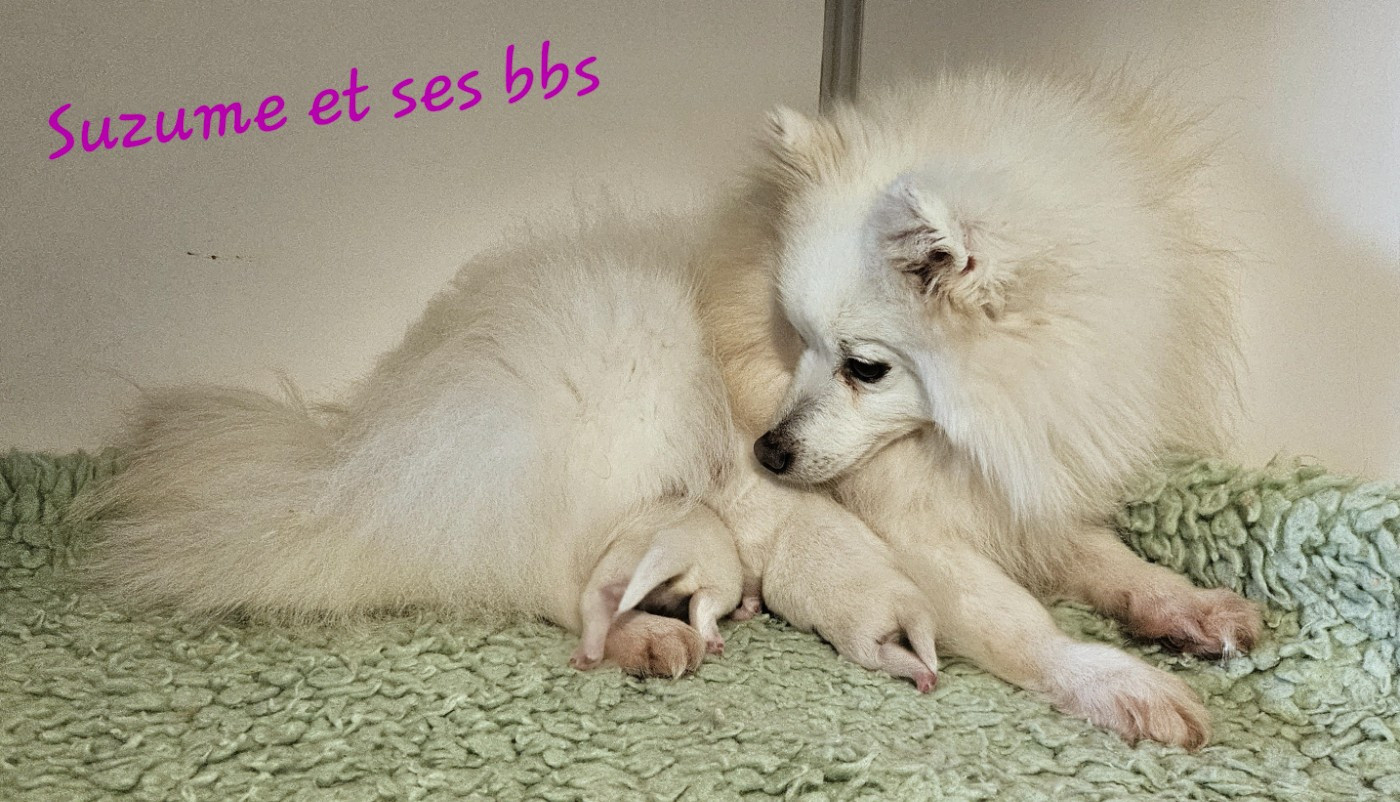 Les babyprintemps sont arrivés !!