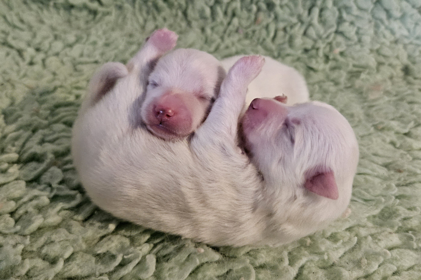 Photo des babysuzume ...