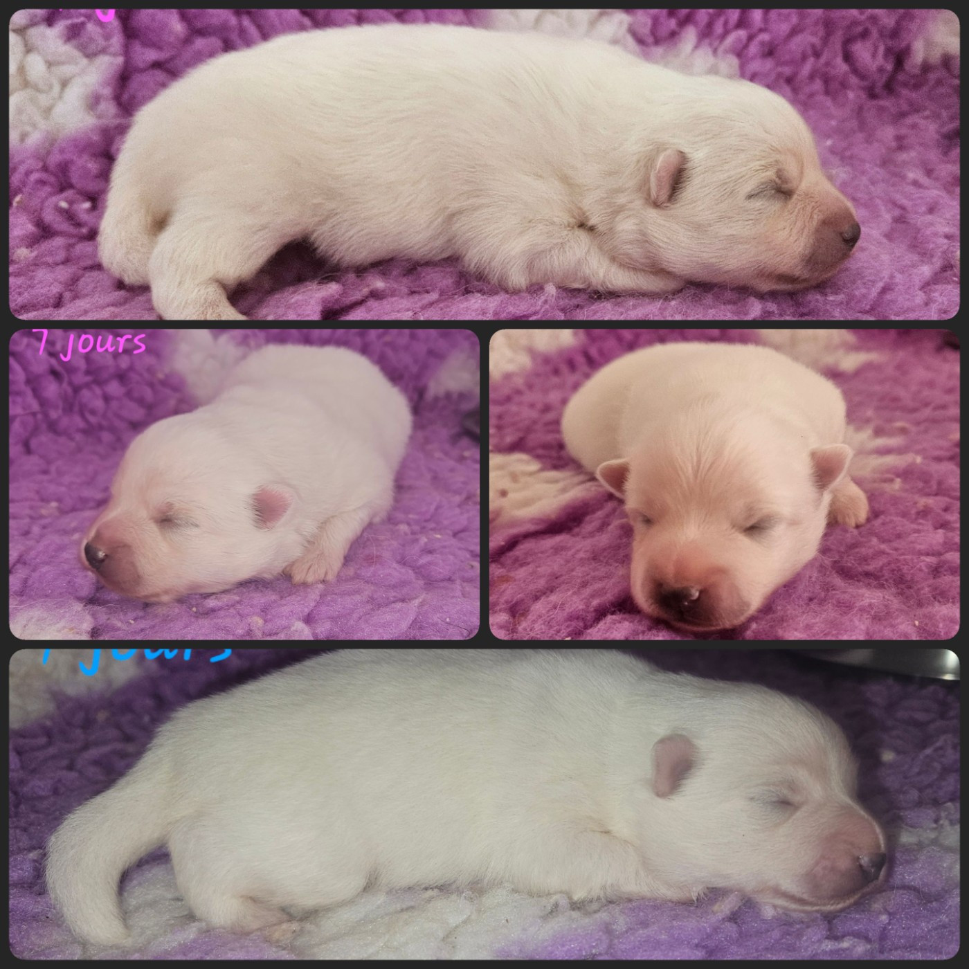 Les babysuzume fêtent leurs 7 jours